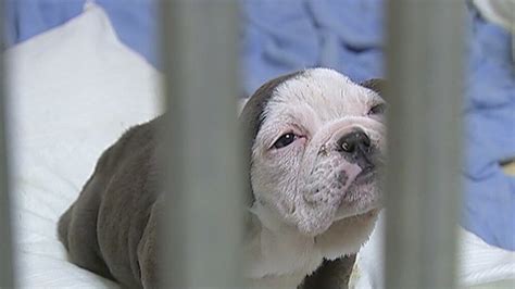 More than 40 dogs rescued from suspected puppy mill in Northwest Indiana